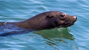 Influx of sea lions causes closure of Monterey park