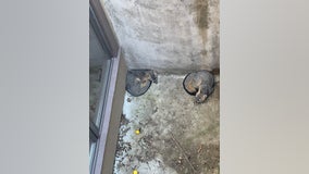 Pair of foxes trapped in 10 foot deep concrete enclosure, rescued on the Peninsula