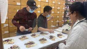 Chinatown exhibition hall explores traditional herbal remedies