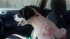 Puppy found shaved with swastikas, expletives drawn on skin