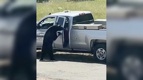 Watch: Curious black bear breaks into truck in Colorado, steals bag