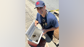 Fremont firefighters rescue baby turkeys from storm drain
