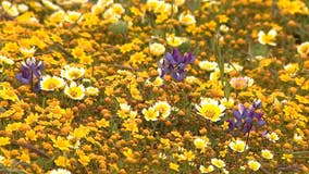 Visitors flock to Pacifica for vibrant wildflower superbloom