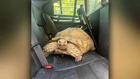 Pet tortoise found strolling through Florida neighborhood reunited with family