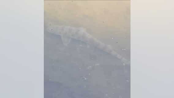Leopard shark spotted in Lake Merritt