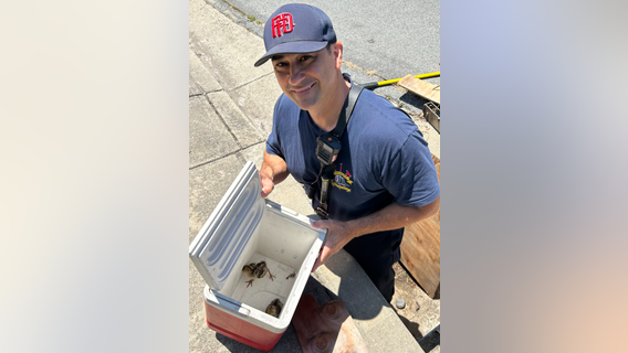 Fremont firefighters rescue baby turkeys from storm drain