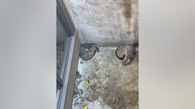 Pair of foxes trapped in 10 foot deep concrete enclosure, rescued on the Peninsula