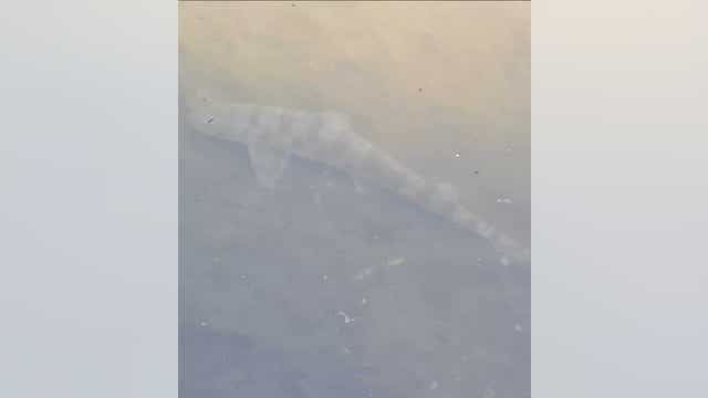 Leopard shark spotted in Lake Merritt
