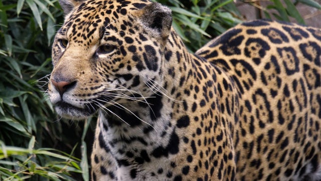 San Francisco Zoo gets its first jaguar resident in 24 years