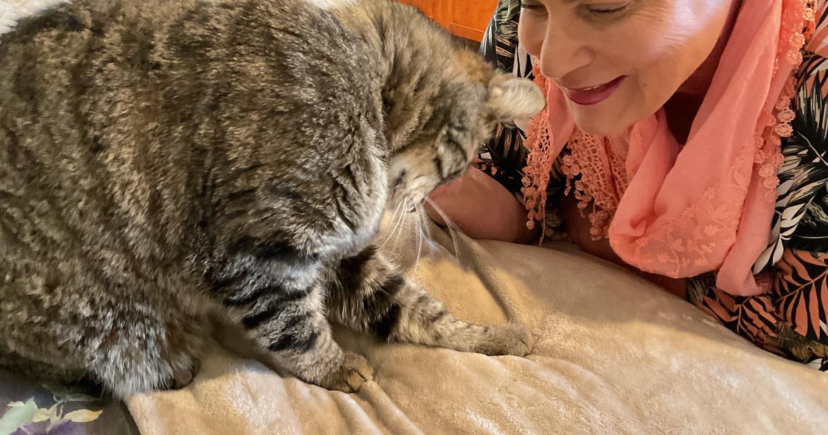 Cat reunites with owner after going missing in wildfire 6 years ago ...