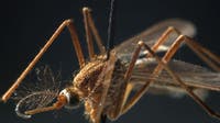West Nile virus-infected mosquitoes detected in Sunnyvale, treatment scheduled