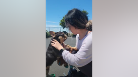 Stolen French bulldog from Oakland smash-and-grab reunited with owner