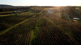 Rollover bus crash kills, injures wedding guests visiting Australia's wine country