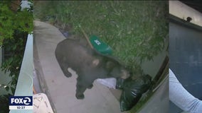 Black bear caught on camera wandering in San Rafael yard