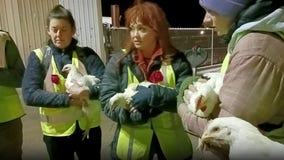 Animal rights activists, dressed as factory workers, take chickens from Petaluma Poultry facility