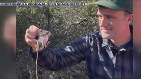 Santa Cruz kangaroo rat rediscovered after 76 years