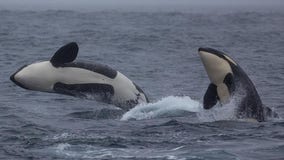 30 killer whales in Monterey Bay give boaters thrill of a lifetime: Video