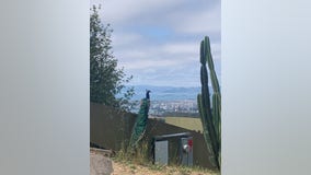 Prideful peacock graces Oakland hills with plumage, great presence