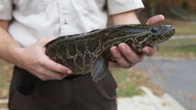Slimy, air-breathing 'Frankenfish' found in southeastern Missouri