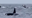 Video: playful orcas spotted off California coast