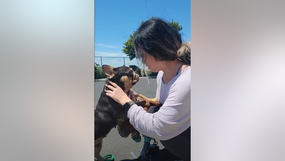 Stolen French bulldog from Oakland smash-and-grab reunited with owner