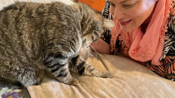 Cat reunites with owner after going missing in wildfire 6 years ago