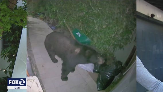 Black bear caught on camera wandering in San Rafael yard