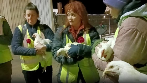 Animal rights activist convicted for stealing four chickens, faces five years