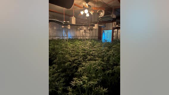 State cannabis control department processing evidence in massive Contra Costa County raid