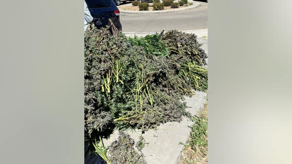 Cannabis and crime- is there a relationship?