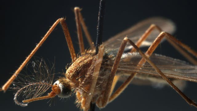 West Nile virus-infected mosquitoes detected in Sunnyvale, treatment scheduled