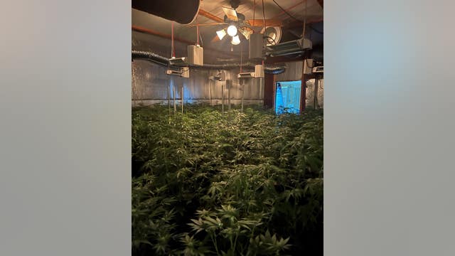 State cannabis control department processing evidence in massive Contra Costa County raid