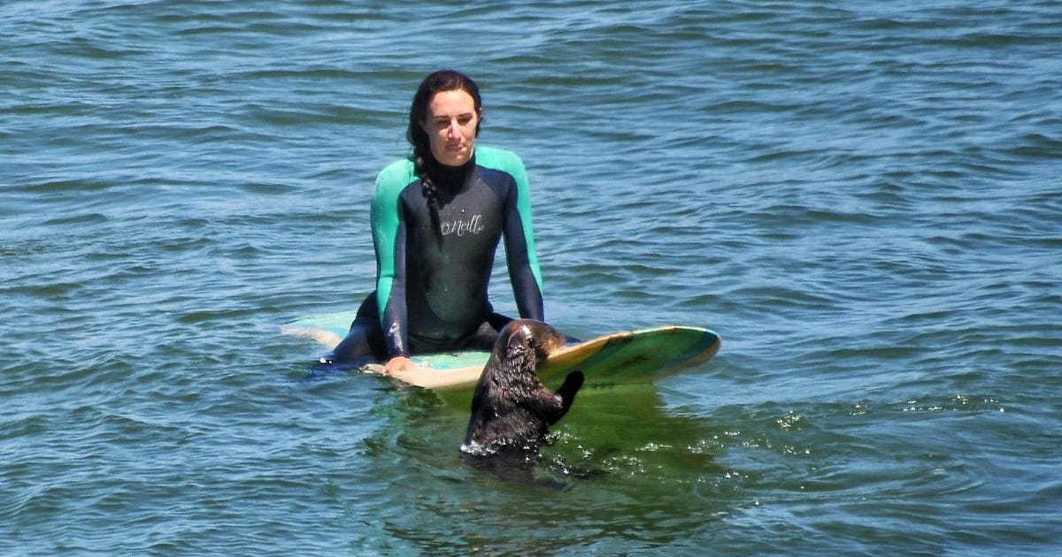sea-otter-surfboard-3.jpg?ve=1