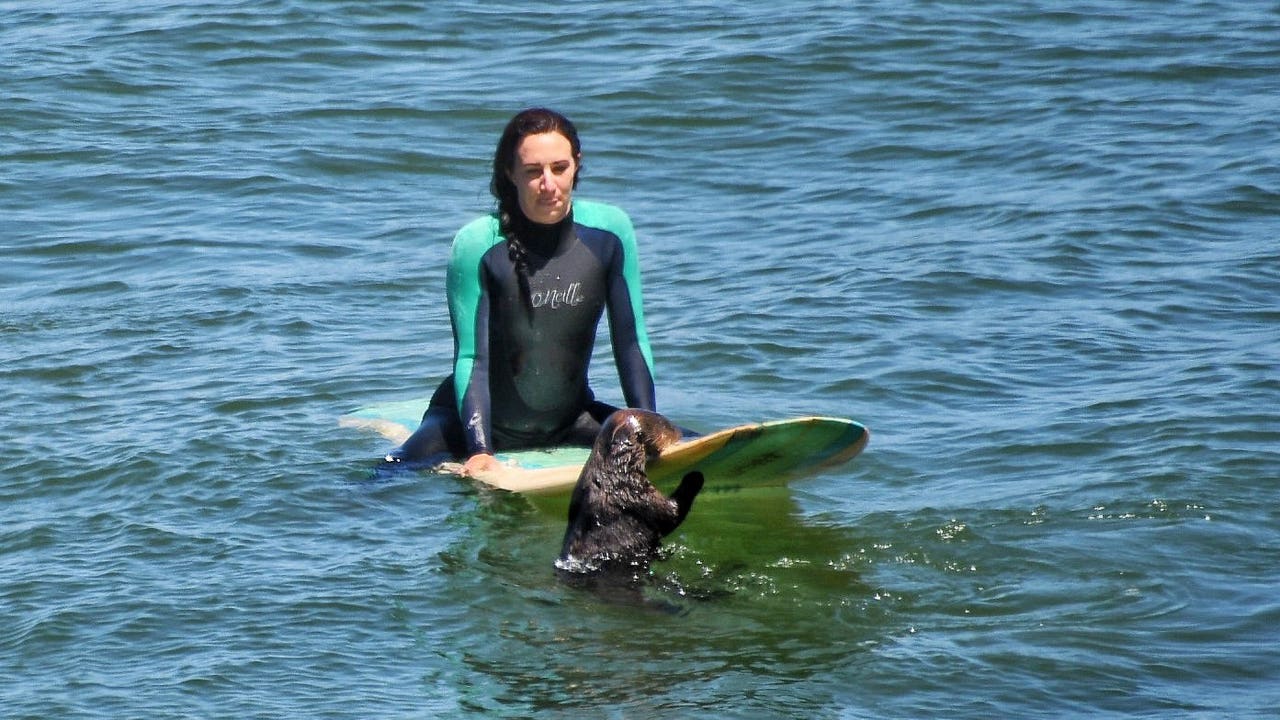 Sea otter seen taking over surfboards off Santa Cruz being closely