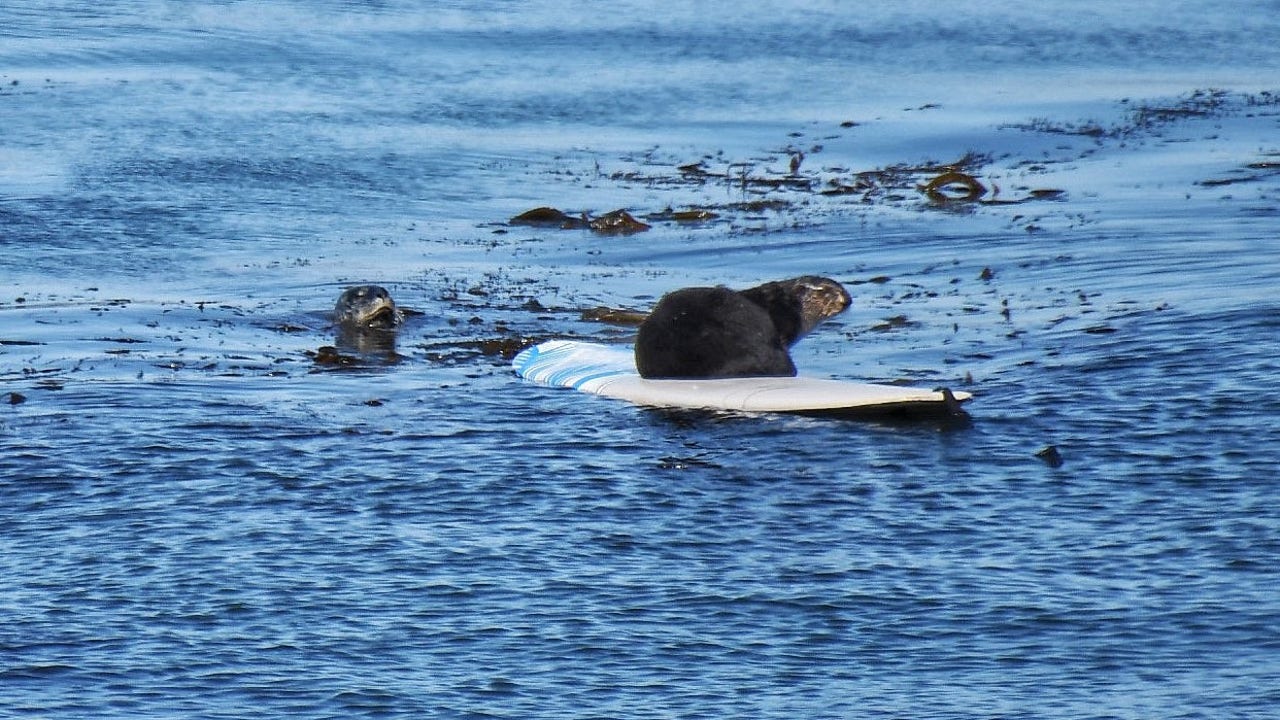 Sea lions terrorize San Francisco Bay swimmers in spate of attacks