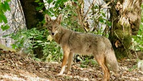 Family of coyotes photographed in Tilden Park