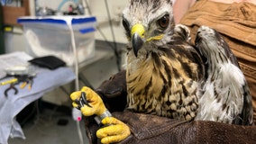 Rescued baby red-tailed hawk returned to nest in Golden Gate Park
