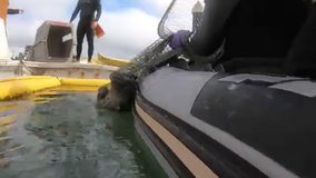 San Francisco fire, volunteers rescue harbor seal