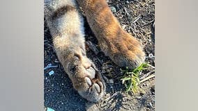 Young mountain lion found dead along San Jose's Santa Teresa Blvd., necropsy pending