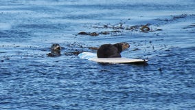 Wildlife experts seek to capture 'surfing' Santa Cruz sea otter, deemed public safety risk