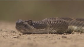 Rattlesnake advisory for East Bay parks over holiday weekend