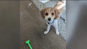 San Rafael support dog 'Buddy' feared stolen