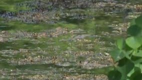 Toxic algae bloom shuts down 2 East Bay lakes, leads to caution advisories at several others