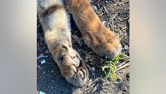 Young mountain lion found dead along San Jose's Santa Teresa Blvd., necropsy pending