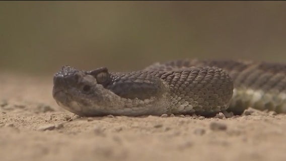 Rattlesnake advisory for East Bay parks over holiday weekend