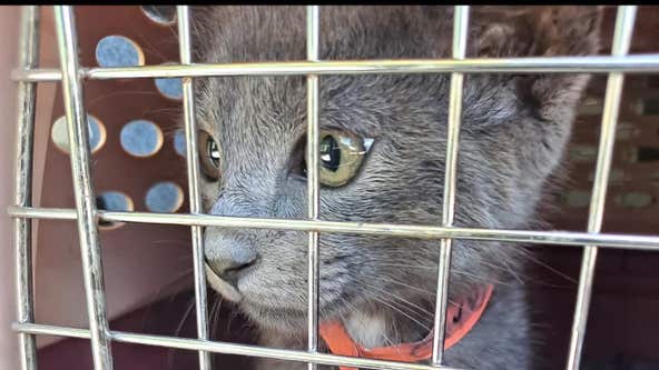 Unhoused residents say several cats missing after Caltrans sweep of San Jose encampment