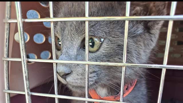 Unhoused residents say several cats missing after Caltrans sweep of San Jose encampment