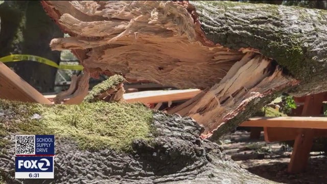 6 recovering after large tree branch crashed church group's picnic in Santa Rosa