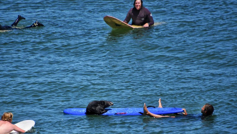 Sea otter seen taking over surfboards off Santa Cruz being closely