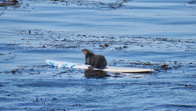 Wildlife experts seek to capture surfing Santa Cruz sea otter